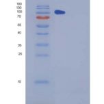 小鼠CHL-1重组蛋白