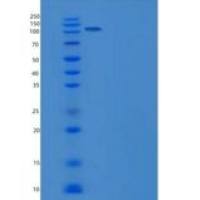 小鼠接触蛋白5(CNTN5)重组蛋白His tag