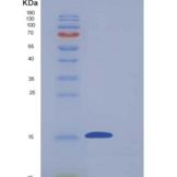 小鼠CD7分子(CD7)重组蛋白His tag