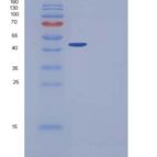 小鼠羧肽酶A1(CPA1)重组蛋白His tag