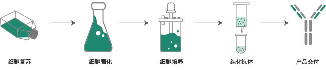 雜交瘤細(xì)胞培養(yǎng)及抗體生產(chǎn)服務(wù)