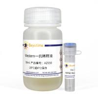 HSP90β Mouse Monoclonal Antibody