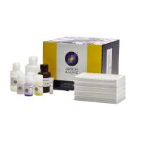 Assay Buffer Concentrate, 28ML