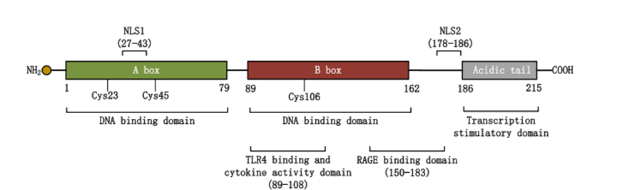 Elabscience靶标解读丨一文了解炎症反应重要靶点——HMGB1