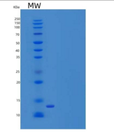 人组蛋白2簇H2be(HIST2H2BE)重组蛋白