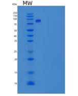 人PKC iota / PRKCI重组蛋白GST tag