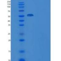 小鼠Art4 / CD297重组蛋白Fc tag