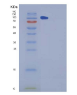 小鼠CHL-1重组蛋白