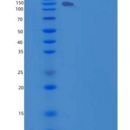 小鼠CNTNAP2 / CASPR2重组蛋白His tag