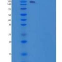 小鼠CNTNAP2 / CASPR2重组蛋白His tag