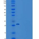 人线粒体蛋白酪氨酸磷酸酶1(PTPMT1)重组蛋白His tag