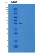 小鼠CD59a / Protectin / MAC-IP重组