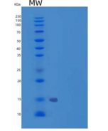 人骨成型蛋白受体2(BMPR2)重组蛋白His Tag