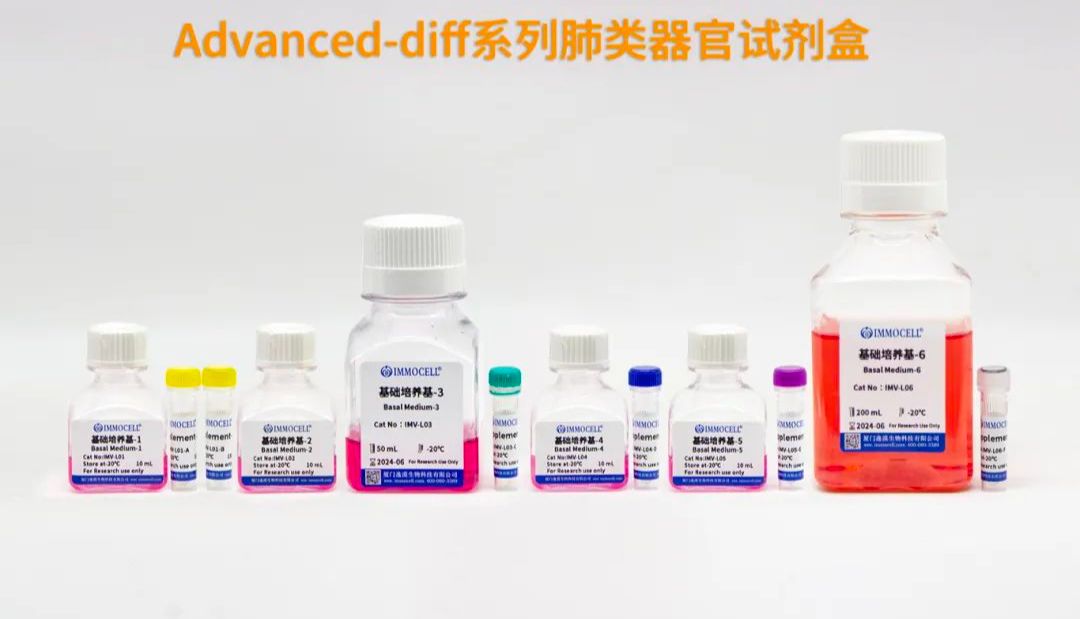 逸漠生物iPSC诱导肺类器官产品