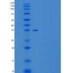 小鼠CD59a / Protectin / MAC-IP重组蛋白Fc tag