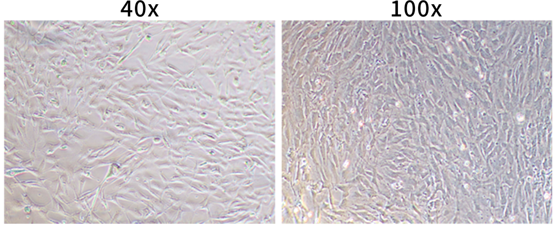 小鼠脂肪间充质干细胞原代分离、培养及鉴定 (白色脂肪)