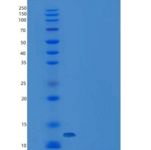 人NCR3 / NKp300重组蛋白His tag