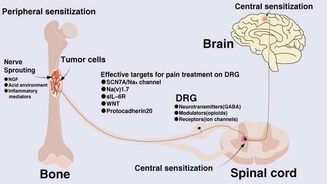 小鼠骨转移癌模型及疼痛相关行为评估服务上线！