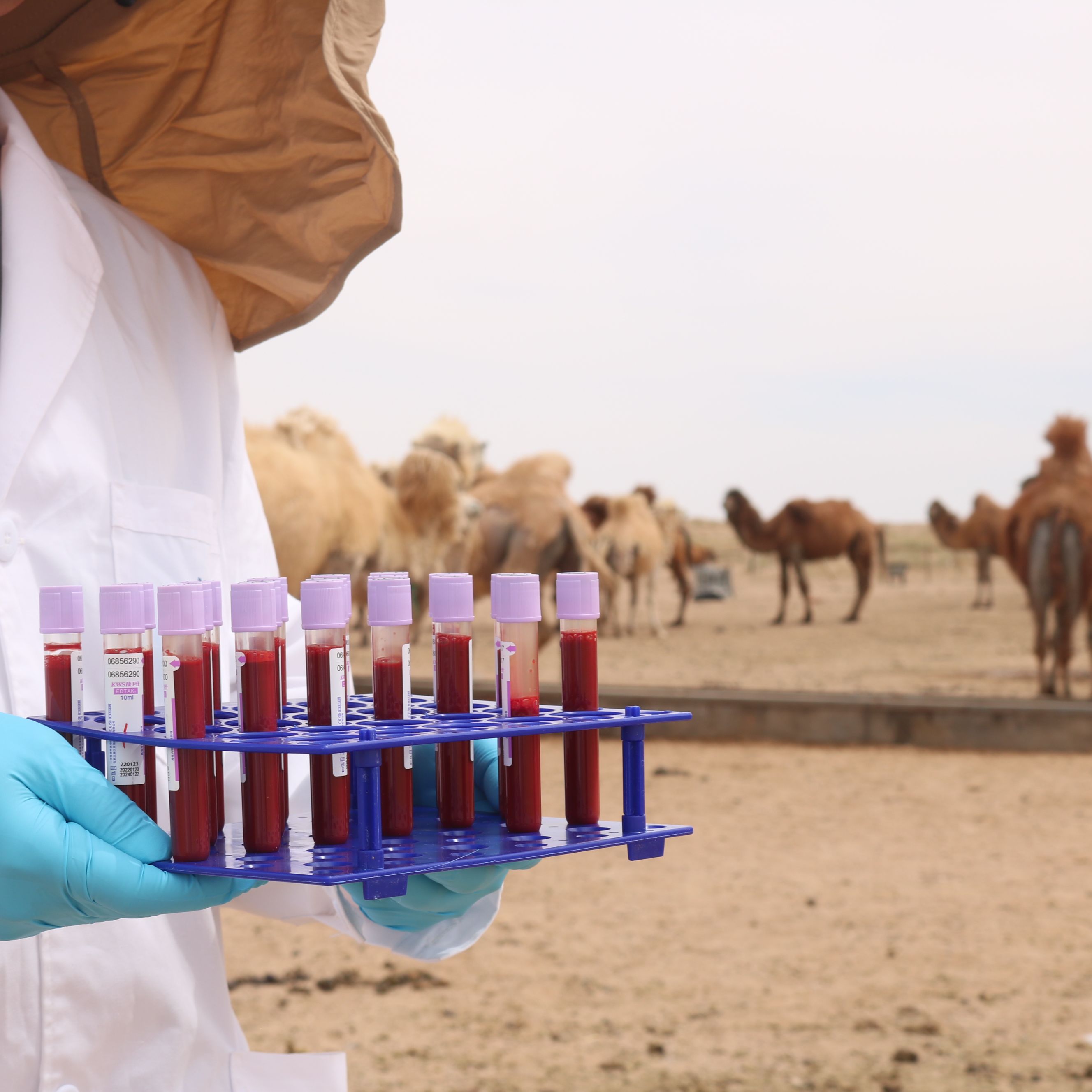天然骆驼纳米抗体库（VHH）