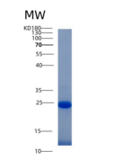 人干扰素γ诱导蛋白30(IFI30)重组蛋白His tag
