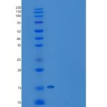 大鼠CTLA-4 / CD152重组蛋白ECD, His tag