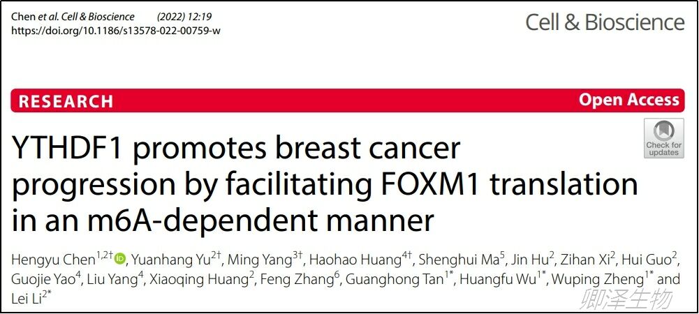 Cell Biosci.| 乳腺癌中m6A表观遗传调控中Polysome profiling的技术应用