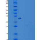 人封闭蛋白11(CLDN11)重组蛋白Fc tag