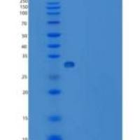 人封闭蛋白11(CLDN11)重组蛋白Fc tag