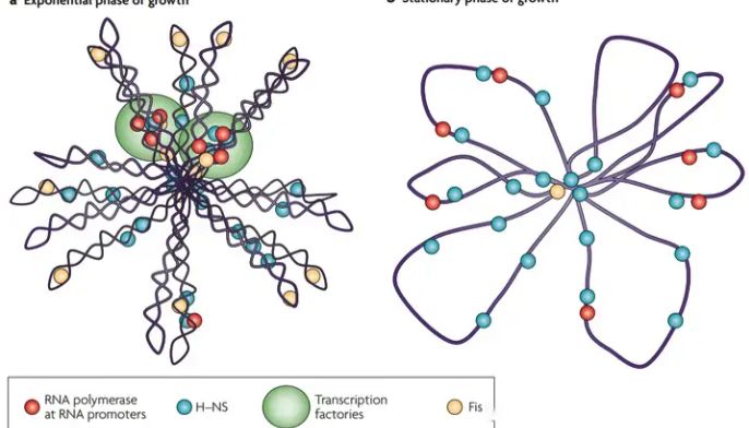 干货分享 | 关于质粒提取的那些事儿