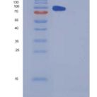 人羧肽酶E(CPE)重组蛋白Fc tag