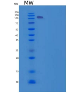 人信号素5A(SEMA5A)重组蛋白Fc tag