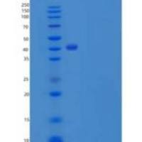 小鼠CD69 / CLEC2C / AIM重组蛋白Fc tag, ECD