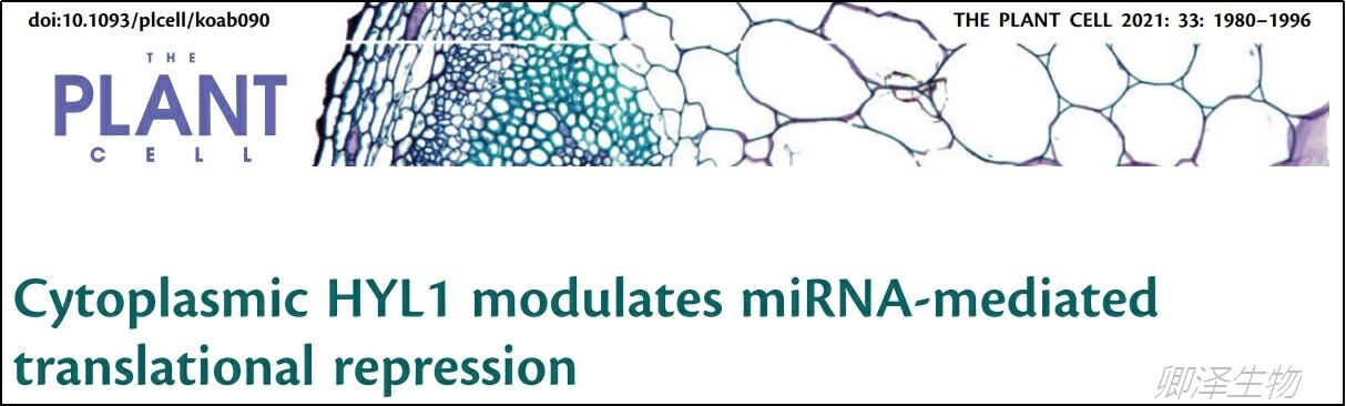 Plant Cell. | 细胞质HYL1调节miRNA介导的翻译抑制