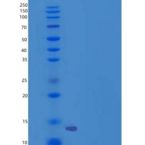 小鼠CD90 / THY-1重组蛋白His tag