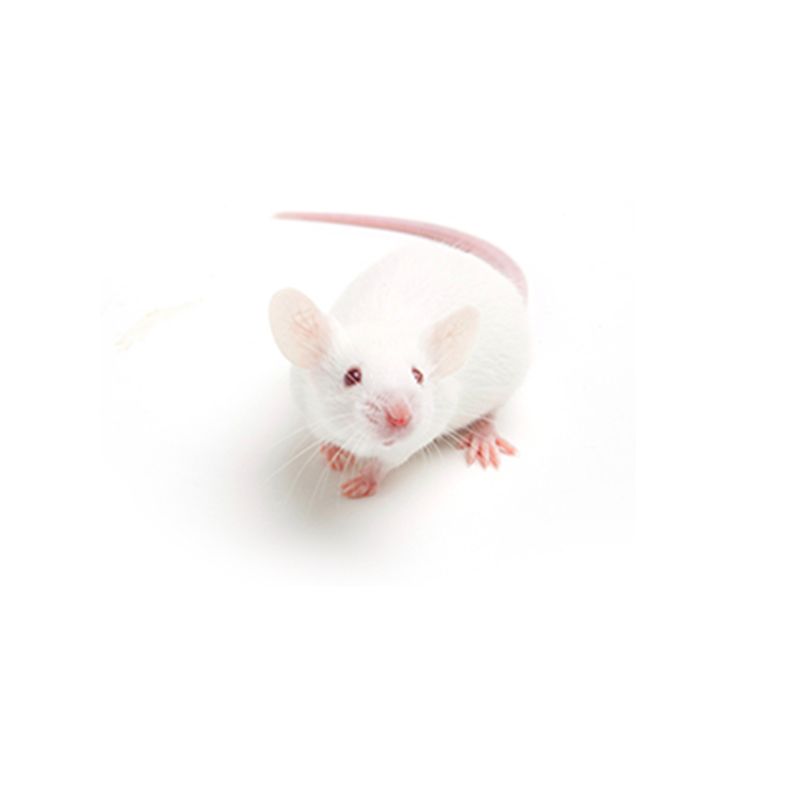 SAMP8小鼠