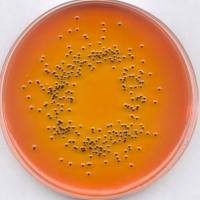 1.07666.0500 Merck 默克 Rappaport-Vassiliadis沙门氏菌浓缩肉汤（根据统一EP/USP/JP）