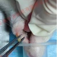 动物实验丨大鼠口腔溃疡模型