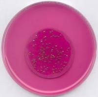 1.11277.0500 Merck 默克 m-ENDO琼脂LES