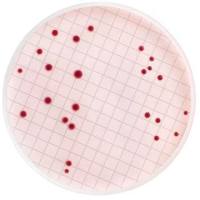 MB000000E Merck 默克	m-Endo总大肠菌群肉汤（脱水）