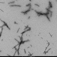 Alpha Synuclein 蛋白前体原纤维 Pre-formed Fibrils