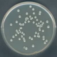1.05463.0500 Merck 默克 GranuCult® 平板计数琼脂