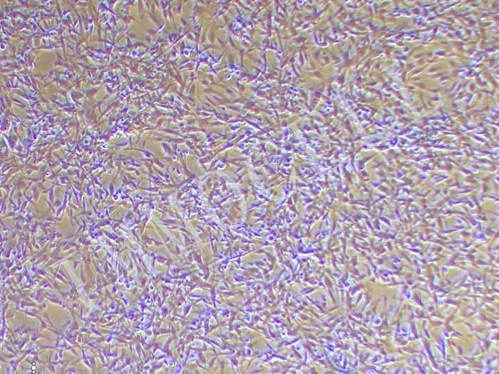 大鼠胎盘间充质干细胞丨大鼠原代细胞丨逸漠(immocell)