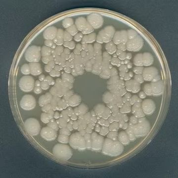 1.10673.0500 Merck 默克 橙色血清琼脂 微生物学 酵母 霉菌