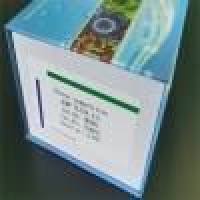 BSA酶联免疫检测试剂盒