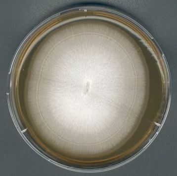 1.05398.0500 Merck 默克 GranuCult®麦芽提取物琼脂
