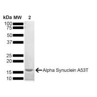 A53T 突变型 Alpha Synuclein 蛋白单体