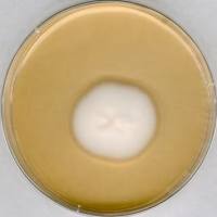 1.05438.0500 Merck 默克 GranuCult 沙氏4%葡萄糖琼脂