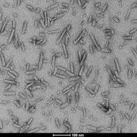 A53T 突变型 Alpha Synuclein 蛋白 PFFs