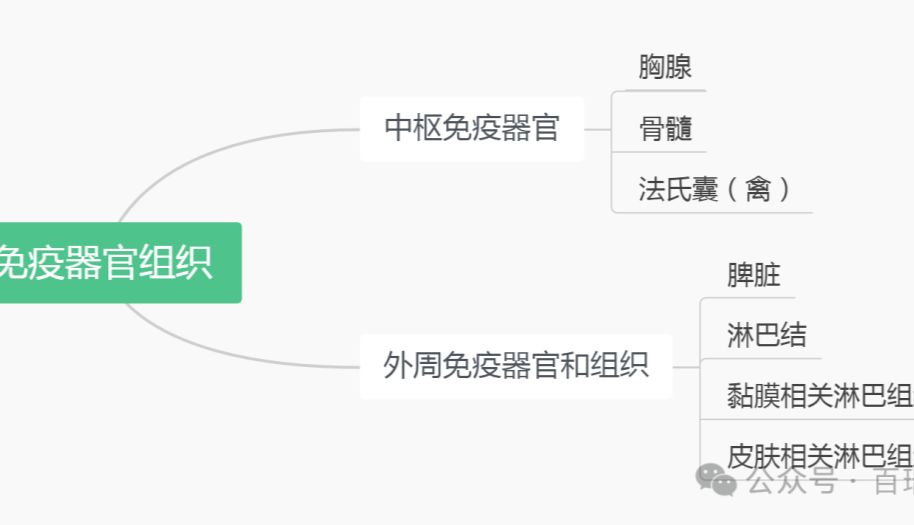 免疫器官和组织