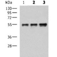 Flag tag mouse monoclonal antibody